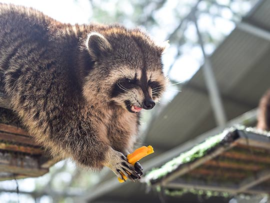 Raccoon Removal: Protecting Your Home and Family - Swengen.com