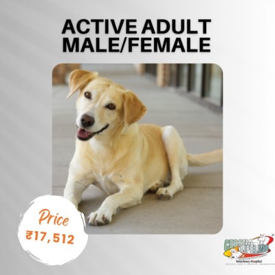 Active Adult Male/Female Dog Health Care Plan Profile Picture