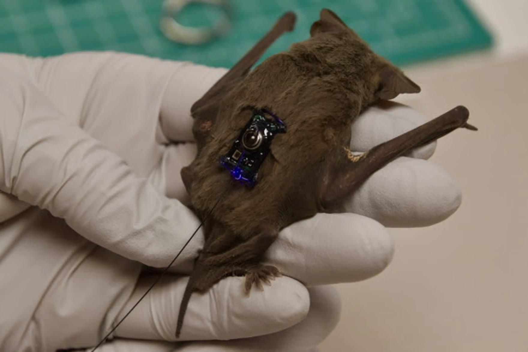 The Ultimate Guide to Bat Removal in Houston: Protecting Your Property