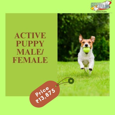 Active Puppy Male/Female Dog Health Care Plan Profile Picture