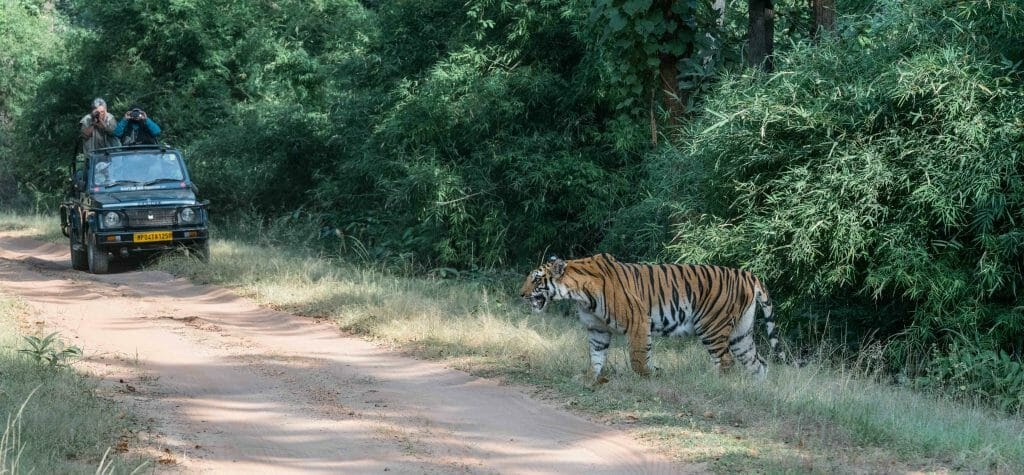 Experience the thrill with an Unforgettable India Safari Adventure